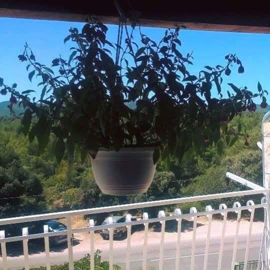 Apartments Lucija Solaris Sibenik Bagian luar foto